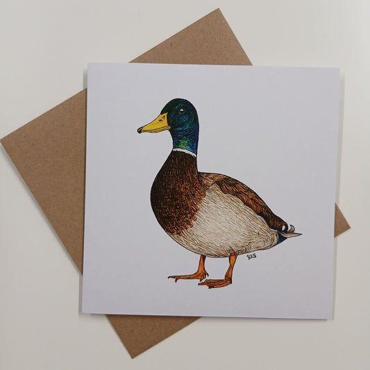 Mallard Duck Greeting Card - High Ginger