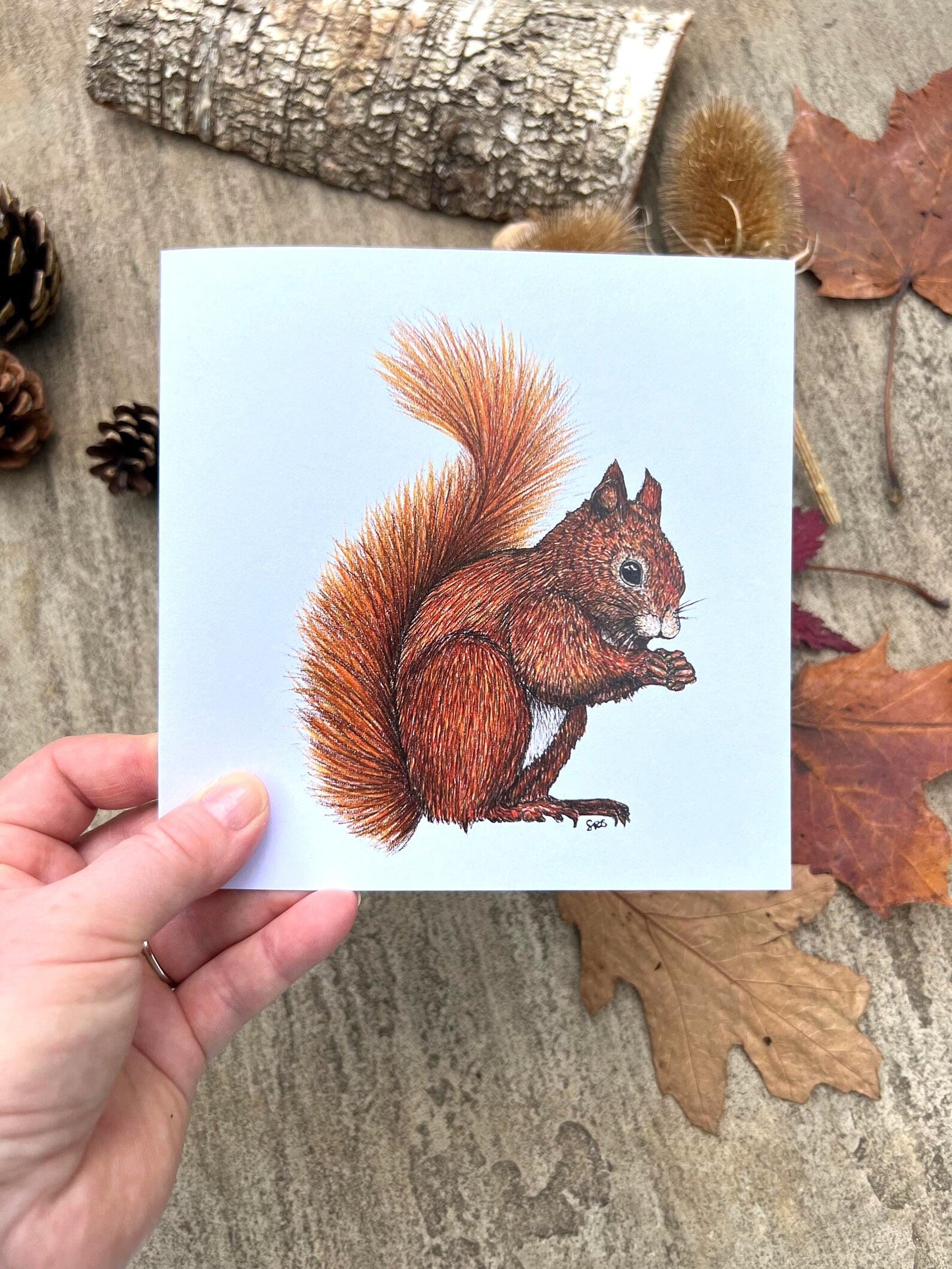 Red Squirrel Greeting Card - High Ginger